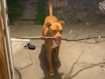 「これ、お土産だワン！」大きな枝を運んできた犬さん。玄関で引っかかって固まる姿が面白すぎる