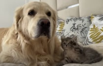 子猫にからまれて、困っている犬さん「そうだ、無視しよ…」