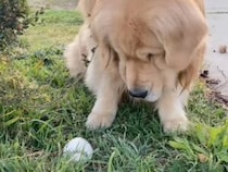 「あ、こんなところにも！」道端でボールを見つけるたび、衝撃を受けてフリーズしちゃう犬さん