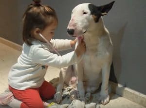 「どこか痛いところありますか〜?」お医者さんごっこに付き合う優しい犬。