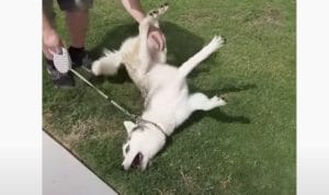 犬「ずっとドッグランにいたいよぉ〜!」帰りたくないハスキー犬、駄々っ子になる。