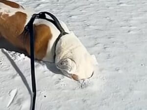雪の中に顔を突っ込む不思議な遊び?お鼻に雪をつけたまま最高に楽しそうな犬さん
