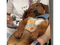 電車の揺れって心地いい♡ 無防備に眠っちゃう犬さん