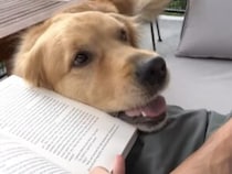 犬「やることがある？それより遊んで♡」 かまってアピールが可愛すぎ！