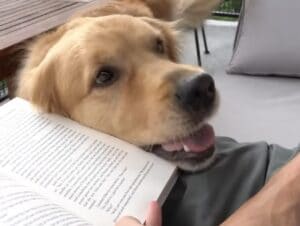 犬「やることがある?それより遊んで♡」 かまってアピールが可愛すぎ!