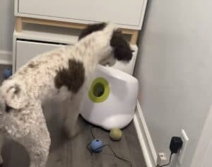 ボールを投げてくれないおもちゃに、本気でブチ切れる犬さん。