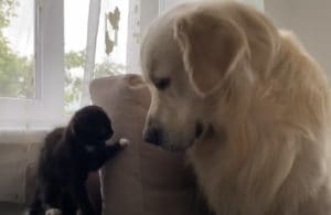 ゴールデンレトリバーと子猫の初めての出会い!嫉妬や好奇心で忙しい