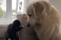 ゴールデンレトリバーと子猫の初めての出会い！嫉妬や好奇心で忙しい