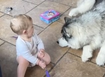 おっきな犬さんと、猫じゃらしで遊びたい赤ちゃん。