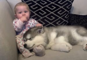 一緒にすくすく大きくなるよ！ 子犬と赤ちゃんの成長記録