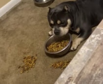 ゴハンをわざとこぼす犬さん、理由が可愛すぎた。