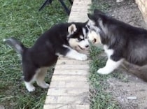 段差が登れないハスキー子犬、兄弟で協力するかと思ったら…(笑)