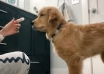 はじめての歯磨きを体験する子犬、最初はワクワクしていたけど…