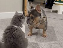 犬「友達になってくれますか？」 猫と仲良くなってみたくて…