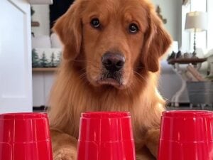 「ボクにはお見通しだワン！」おやつを隠したカップを当てる犬さん。その意外な探し方が賢くて可愛すぎる