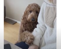 愛され上手な犬さん、上目遣いで愛嬌抜群！