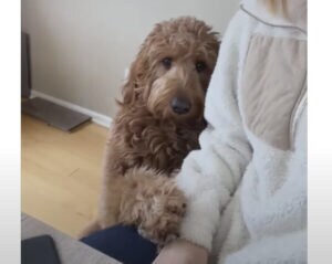 愛され上手な犬さん、上目遣いで愛嬌抜群!