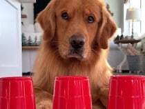 「ボクにはお見通しだワン！」おやつを隠したカップを当てる犬さん。その意外な探し方が賢くて可愛すぎる