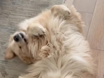 壁をキャンバスにする犬さん？ 謎の動きから生まれたシュールな足跡アート