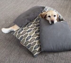 クッション大好きワンコ! せっせとクッションを集めて…