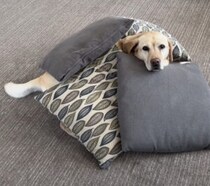 クッション大好きワンコ！ せっせとクッションを集めて…