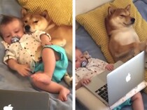 使いこなしているみたいで笑える！ パソコンに夢中な犬と赤ちゃん。