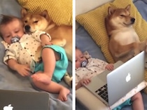 使いこなしているみたいで笑える！ パソコンに夢中な犬と赤ちゃん。