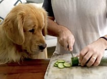 お料理する姿を真剣に見つめる犬さん。 そんなに見られると緊張するよ！