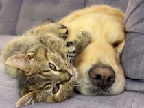 「もう眠いんだけどな…」それでも子猫の好きにさせてあげる、ゴールデンレトリバーの健気な優しさ