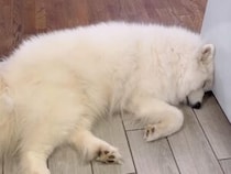 サモエドさんがモフモフの「通せんぼ」！幸せそうな寝顔に飼い主さんも完敗