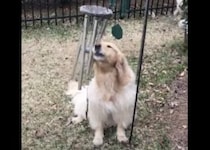 リンリン…♪「これ綺麗な音するよ！」風鈴を鳴らして唄う犬さん