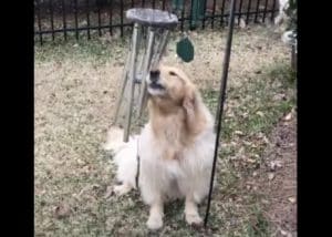 リンリン…♪「これ綺麗な音するよ!」風鈴を鳴らして唄う犬さん