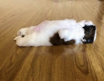 まっすぐピーン！ なんだ、この犬さんの可愛い眠り方は♡