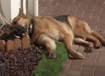 番犬もたまには休みたいのさ！「ちゃんと見張ってるよぉ…zzz」