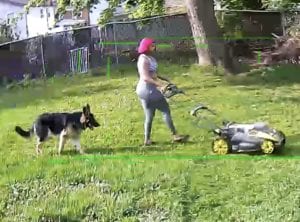 芝刈りが苦にならない! 飼い主さんの庭掃除を手伝ってくれる犬さん