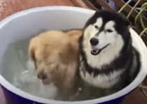 性格が正反対すぎて笑える！ お風呂には静かに入りたい犬と、楽しみながら入りたい犬