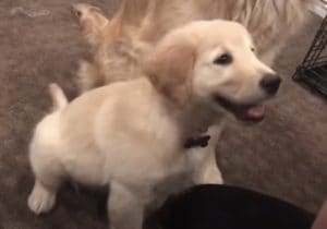 お手を教わる子犬の横で、お兄ちゃん犬の「ボクは出来るよ」アピールが可愛い♡