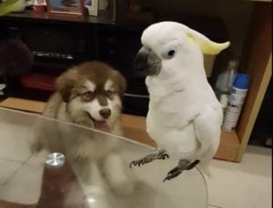 子犬「それ僕の鳴き声なのに!」オウムに真似されて言葉を失うワンコ