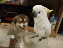 子犬「それ僕の鳴き声なのに！」オウムに真似されて言葉を失うワンコ