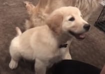 お手を教わる子犬の横で、お兄ちゃん犬の「ボクは出来るよ」アピールが可愛い♡