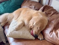 クッションを押し潰してスヤスヤ。おもちゃをくわえて夢の中な犬さんの幸せそうな寝顔