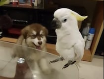 子犬「それ僕の鳴き声なのに！」オウムに真似されて言葉を失うワンコ