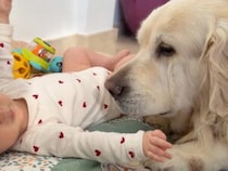 赤ちゃんの小さな動きに興味津々！犬さんの愛情たっぷりな「見守り当番」の時間