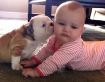 「僕たちちょっと似てるよね〜！」赤ちゃんが大好きすぎる子犬