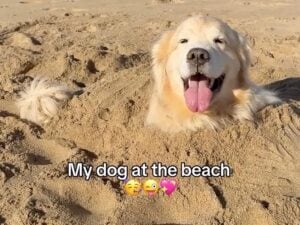 ビーチに着いた途端に大はしゃぎな犬さん、砂まみれになって満面の笑顔！