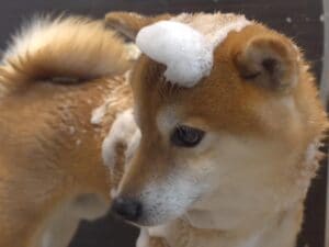 【お風呂大作戦】苦手なシャワーもクリア! ご褒美を励みに最後までやり遂げた柴犬さん