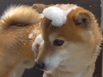 【お風呂大作戦】苦手なシャワーもクリア！ ご褒美を励みに最後までやり遂げた柴犬さん