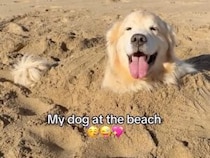 ビーチに着いた途端に大はしゃぎな犬さん、砂まみれになって満面の笑顔！