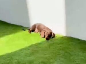 【お日様まっしぐら!】お庭に出た瞬間ダッシュ!自分にぴったりの「ひなた」を見つける犬さん