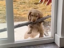【お宝が大きすぎた！】大きな枝をくわえて帰還するも… ドアに引っかかって困惑する犬さんが可愛い